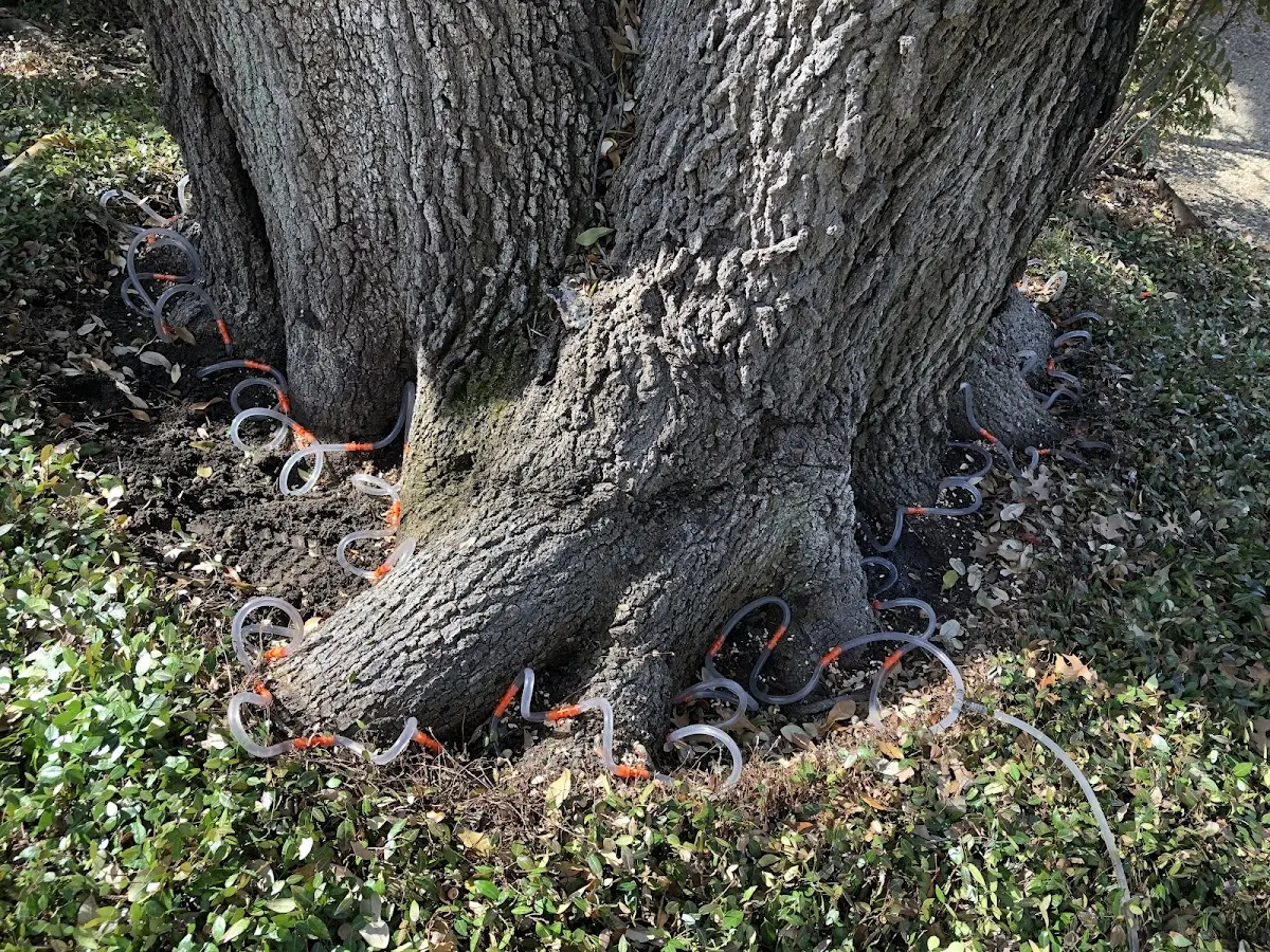 Detailed Tree Cabling and Bracing job site in Kinmundy