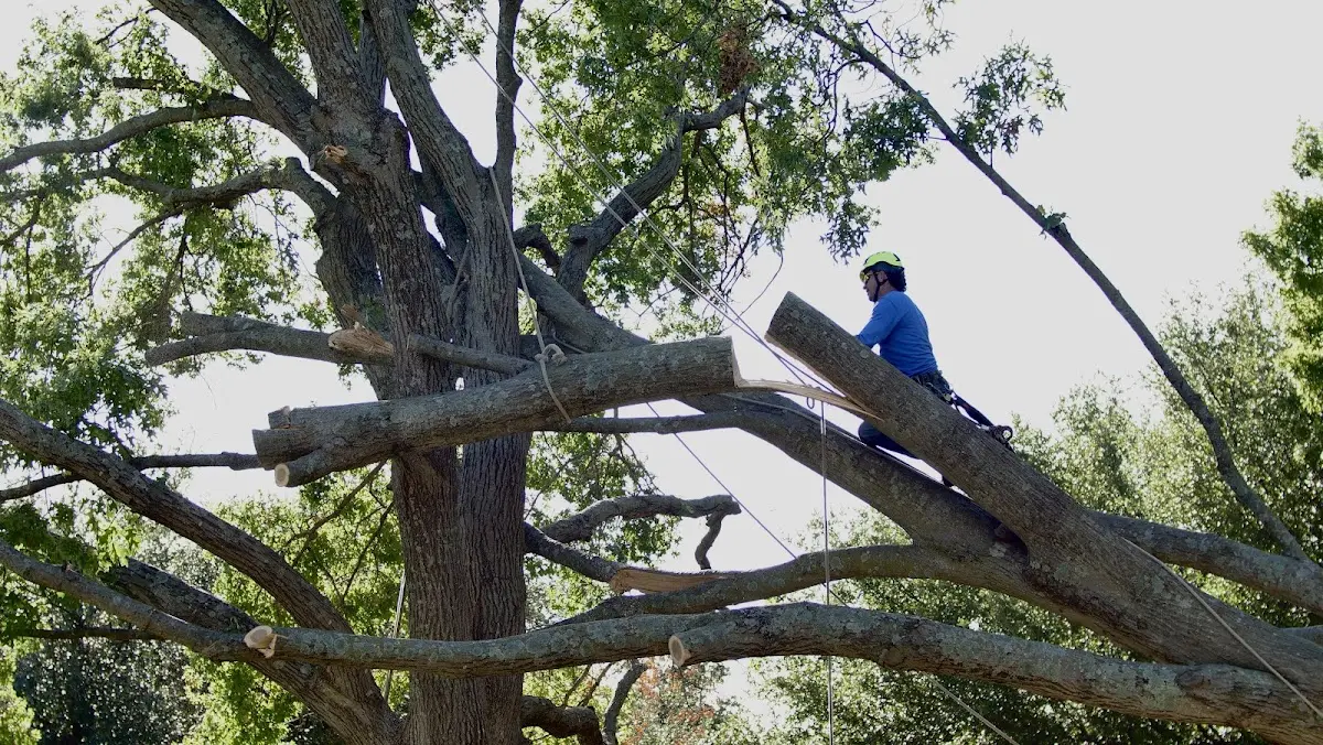 Professional Hazardous Tree Removal performed by certified arborists in Kinmundy