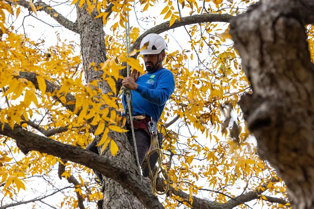 Skilled Storm Damage Cleanup crew working in Kinmundy