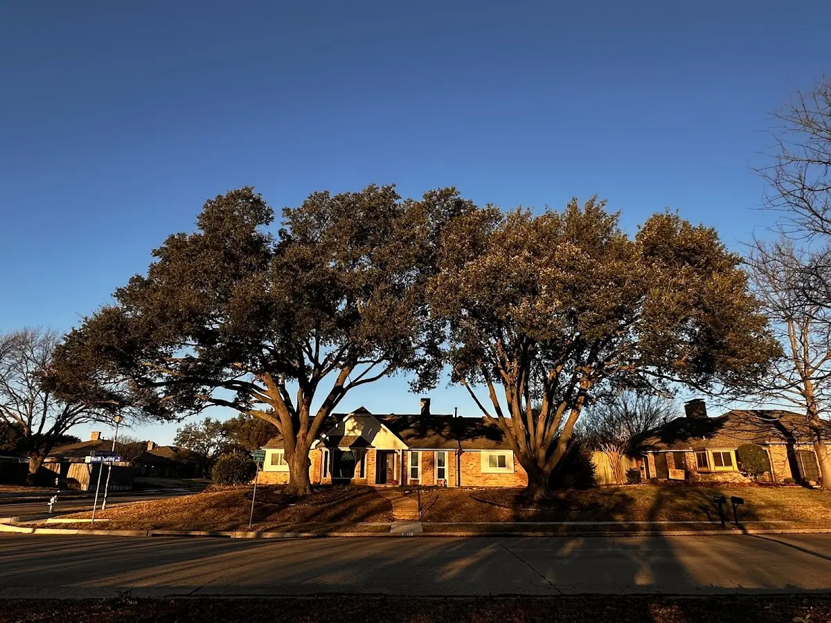Established residential canopy tree shading a home in Kinmundy